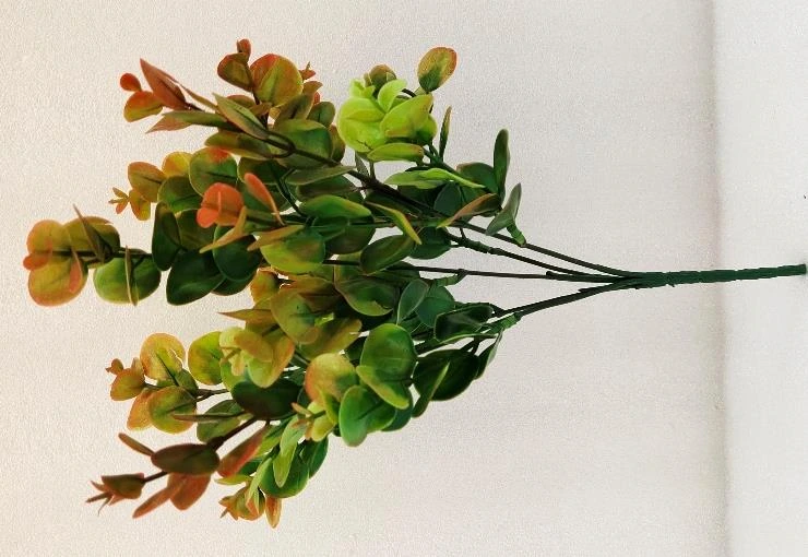 Eucliptus Leaves Bunch